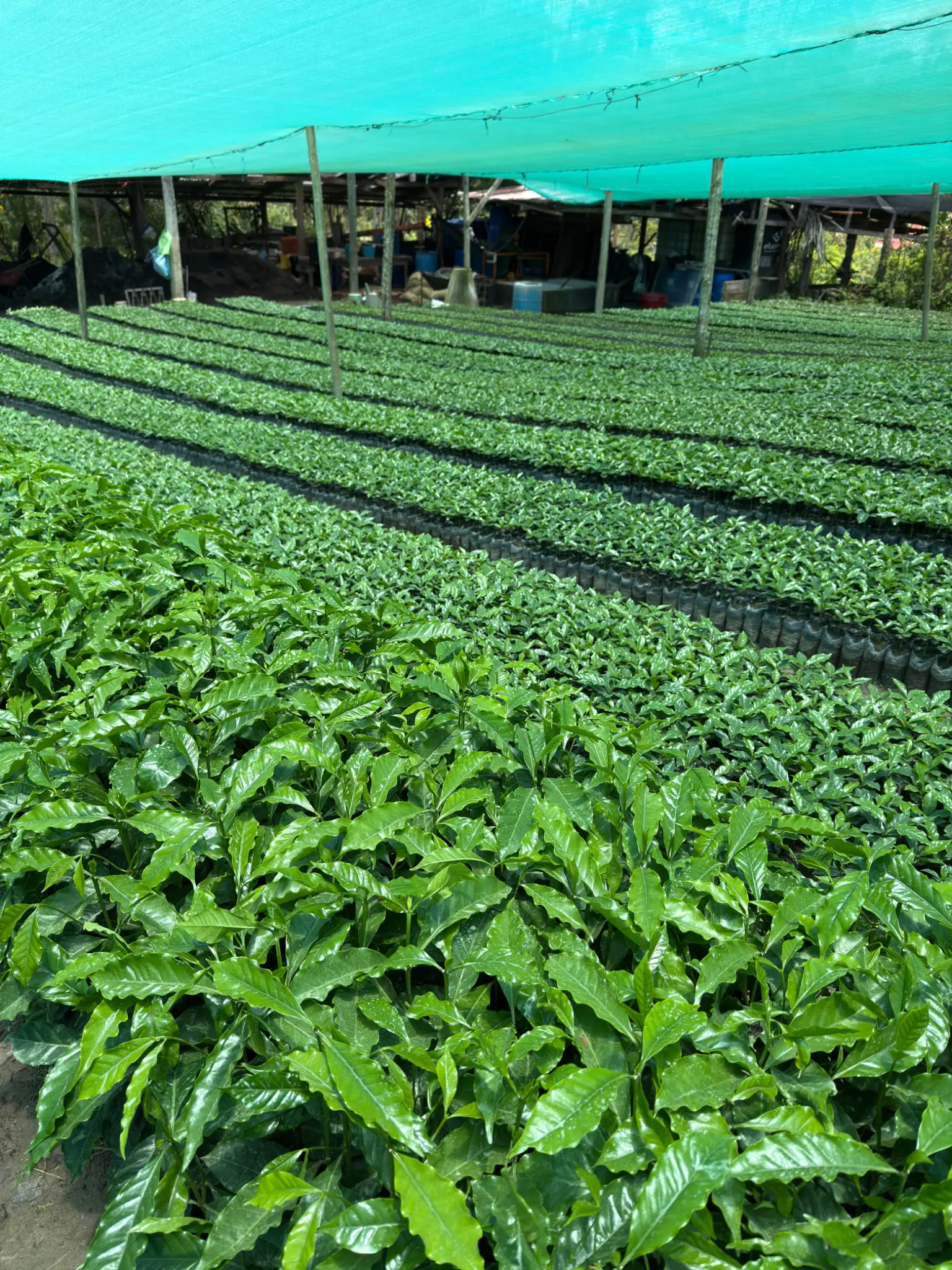 Plantas de café en vivero bajo una malla de sombra