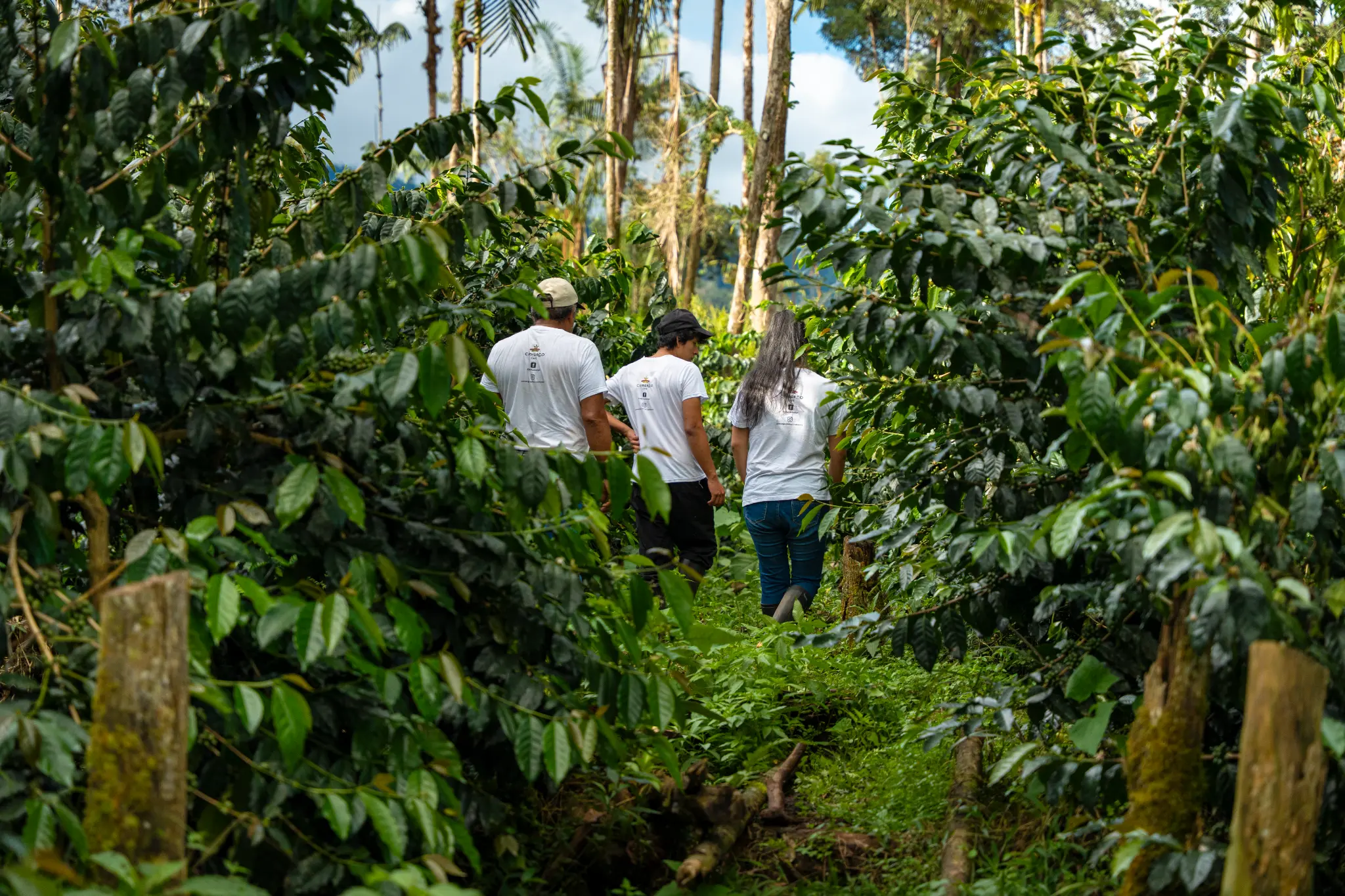 Familia caminando por un sendero entre cafetos