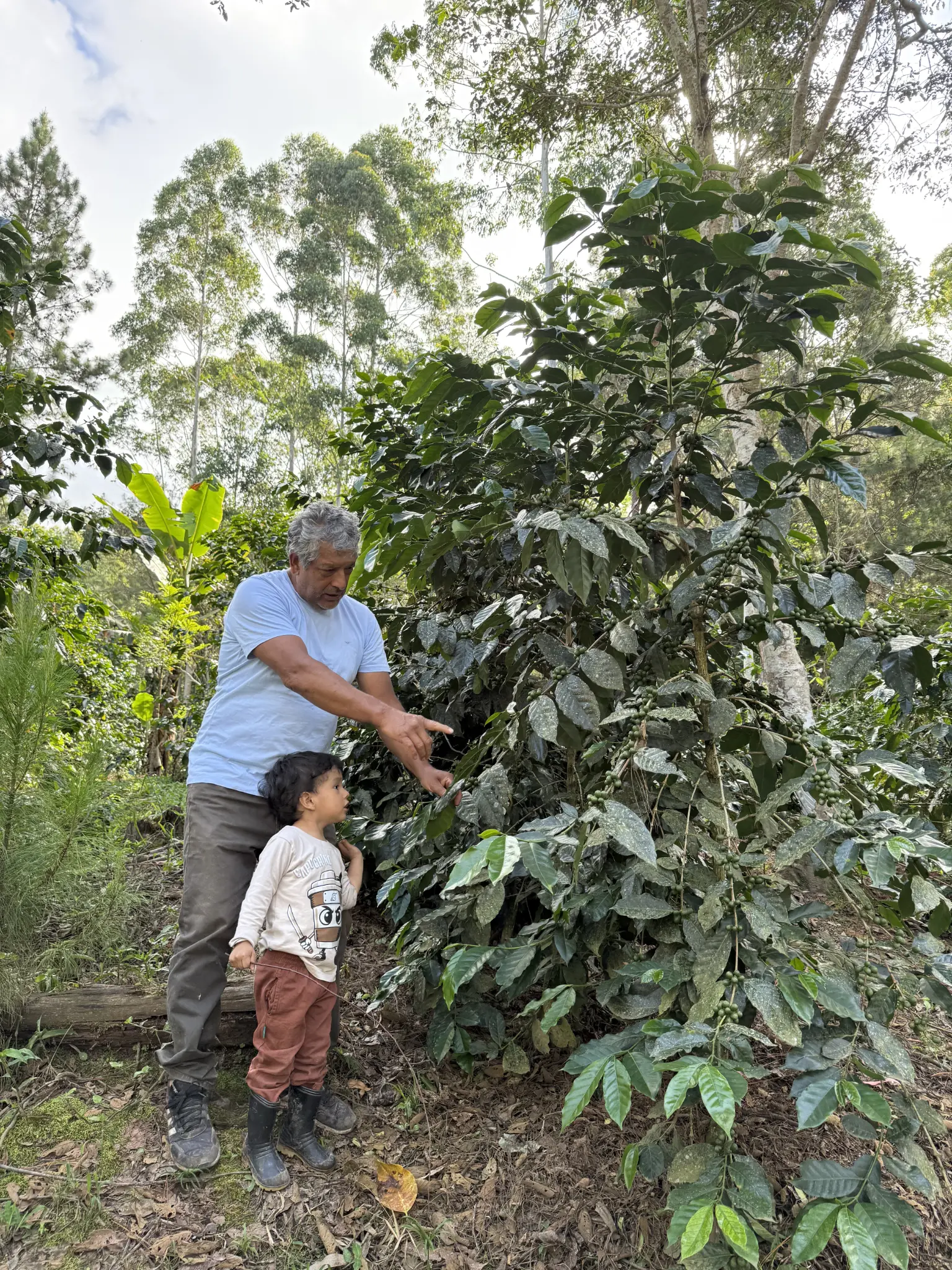 Adulto y niño observando una planta de café en la parcela
