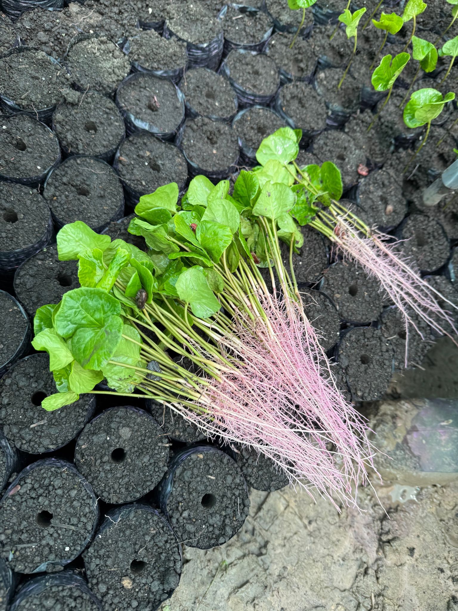 Brotes germinados de café con hojas y raíces expuestas