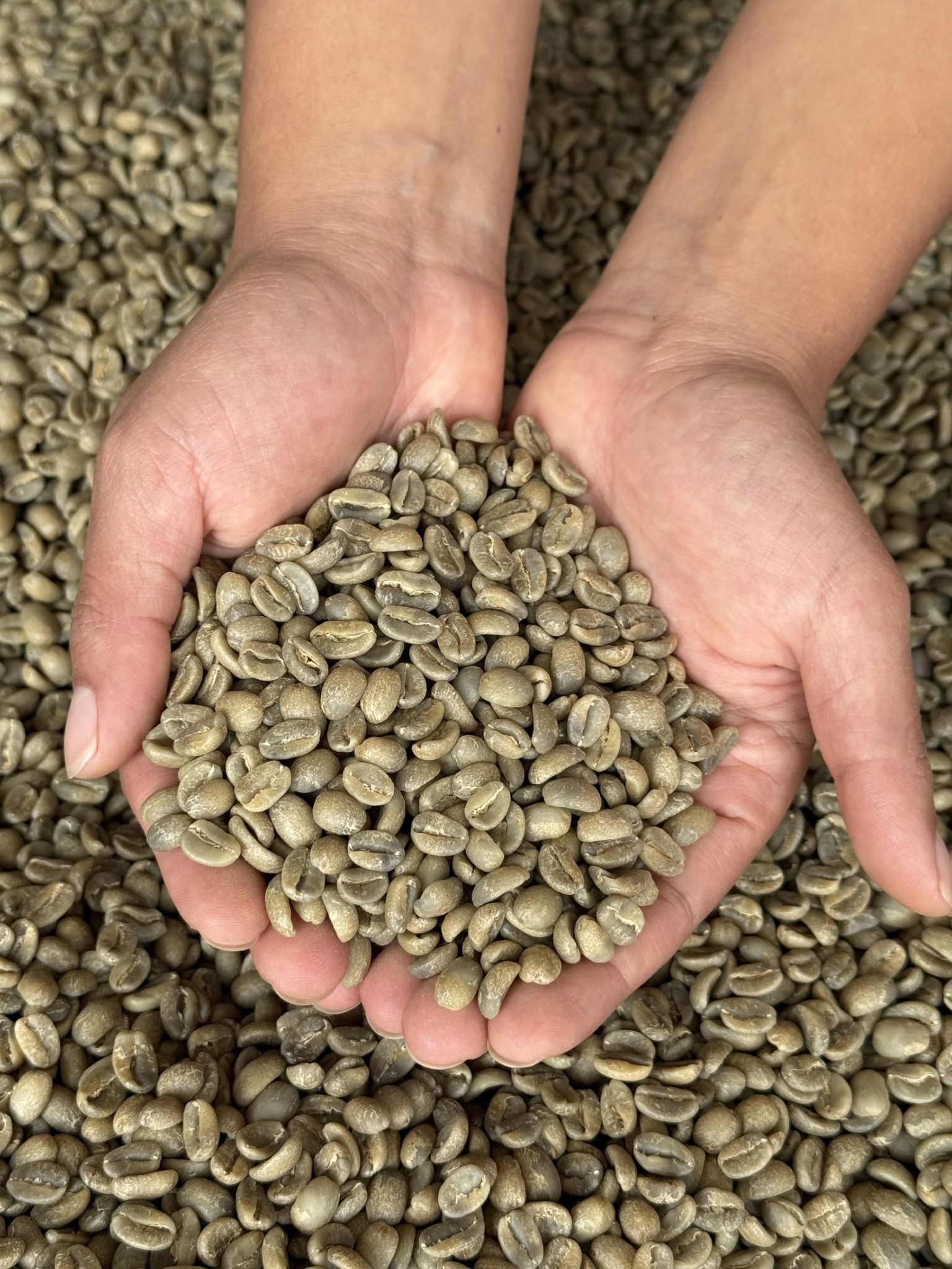 Granos de café oro verde sostenidos en las manos