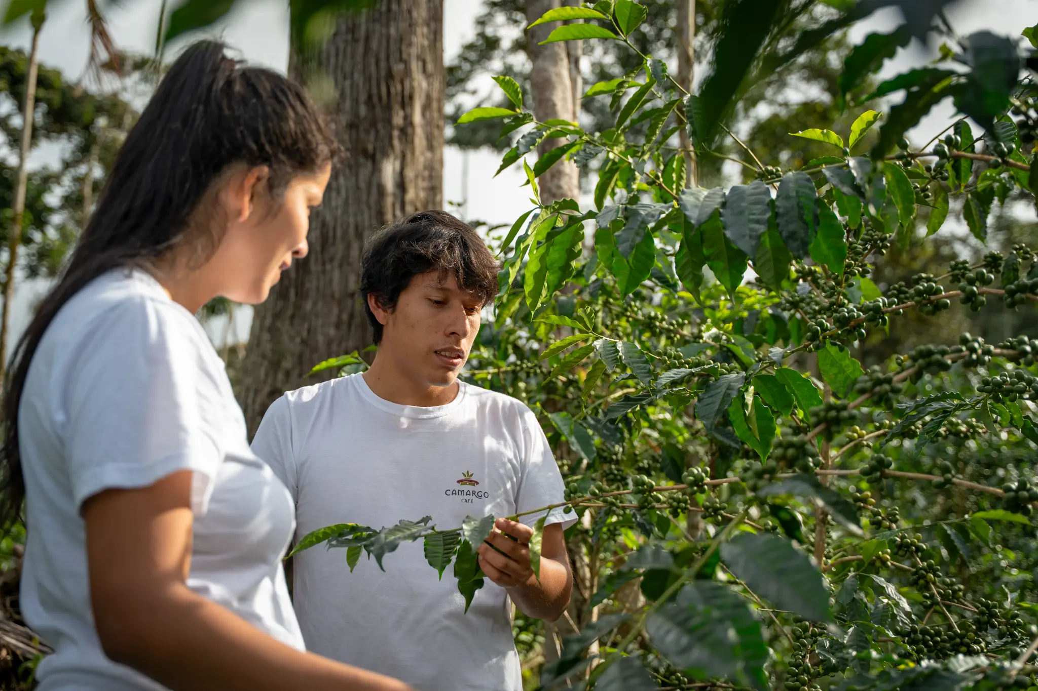 Dos jóvenes observando los frutos de una rama de café