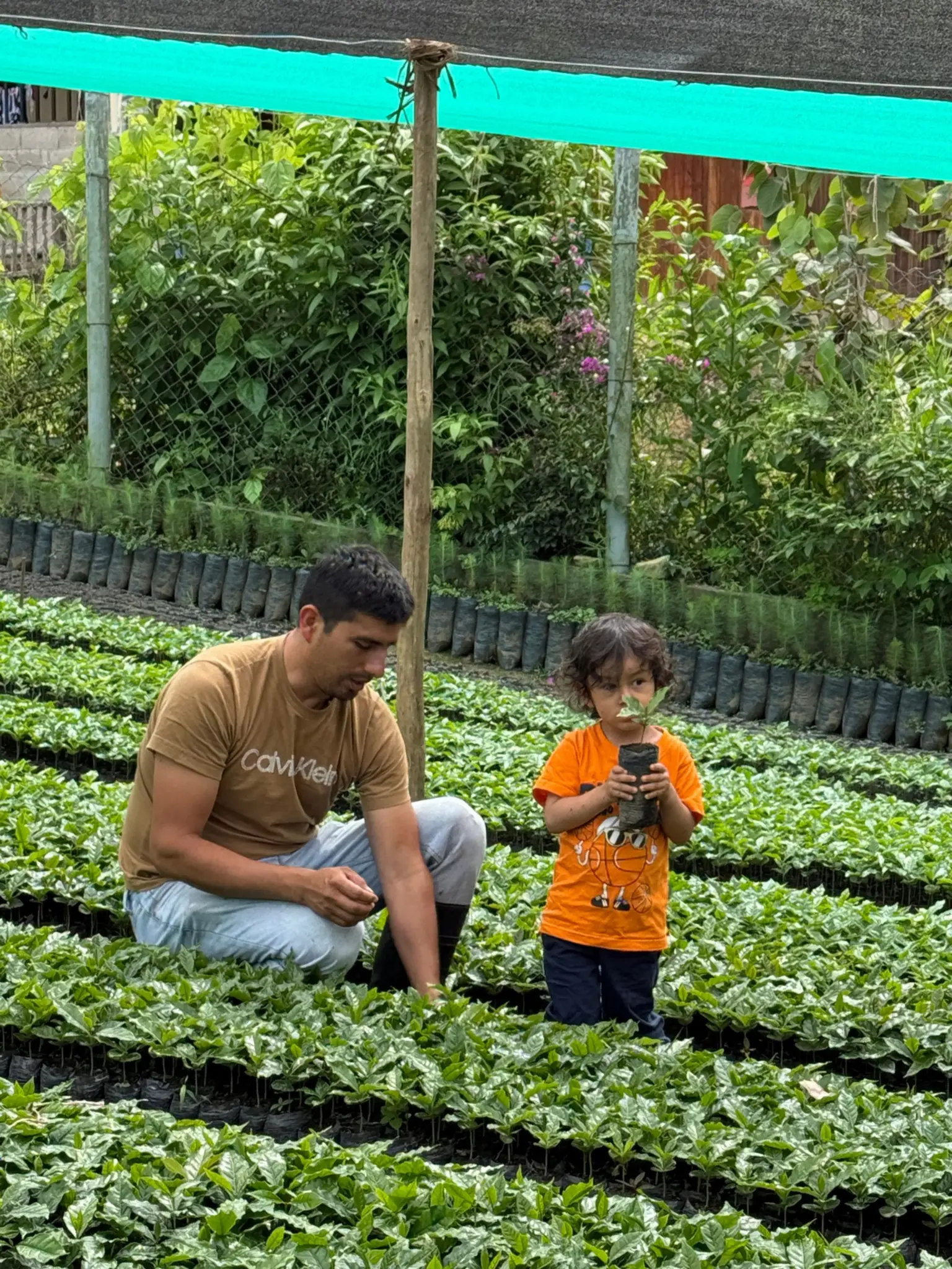 Adulto y niño junto a plantas de café en el vivero