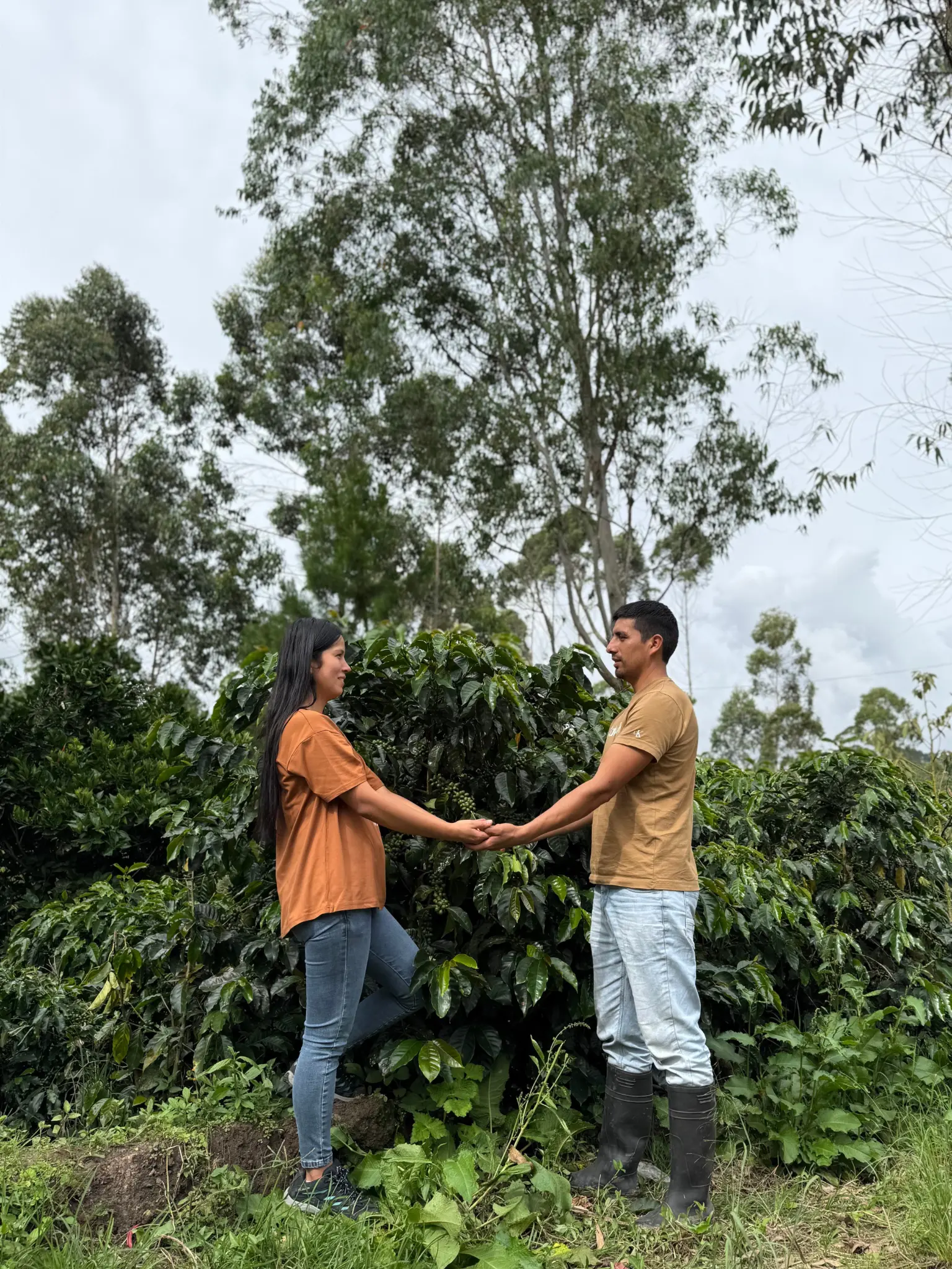 Pareja de caficultores tomada de las manos entre cafetos